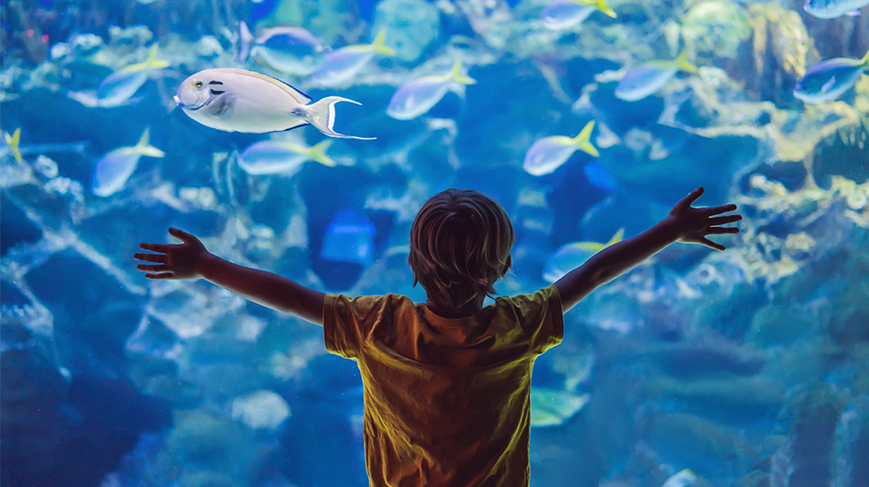A young boy pressed up against the glass of a tank at an aquarium with his arms spread